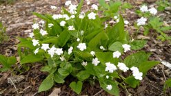 Omphalodes verna 'Alba' Пупочник весенний